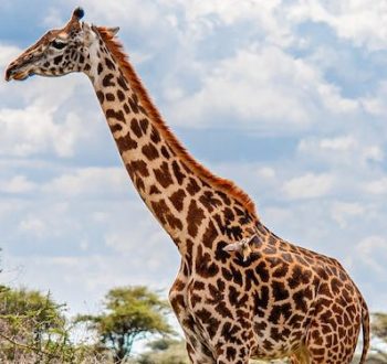 tanzania tanzania